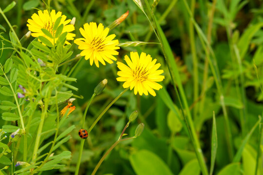 綺麗な花のオオジシバリ