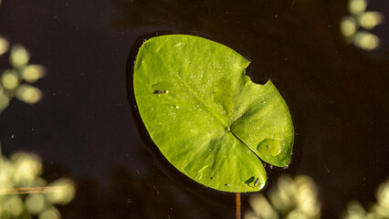 lily pad leaf with water drops on the sea