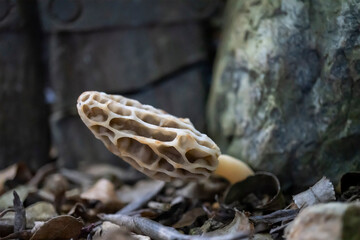 庭に生えてきたアミガサタケ（Morchella esculenta）／茸・4月