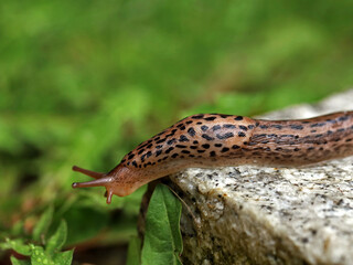 Leopard Slug or great greay slug, Limax maximus, crawling on granite stone in the garden on a rainy...