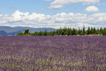 Huge lavender field surrounded by spruce trees and big white Cumulus clouds on soft blue sky at summer midday. Vaucluse, Provence, France