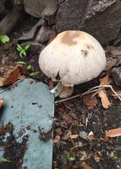 mushrooms in the woods