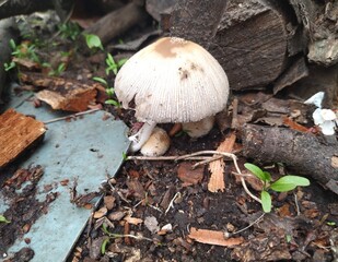 spring mushroom