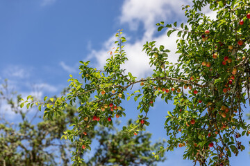 Sun-drenched contrast branch of apricot tree with yellow-red unripe fruits, green leaves, against a blue sky with white clouds