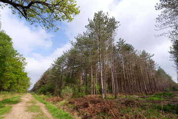 Fototapeta na wymiar Forest path in Ile-De-France region. Notre -Dame forest