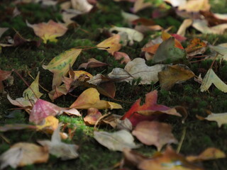 紅葉の落ち葉