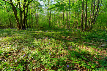 Hyacinth flowers in Notre-Dame forest