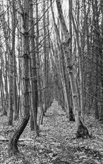 Woodland path black and white