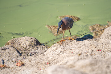 Green heron (Butorides striatus) caught a big fish.