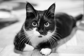 Curious cat in black and white