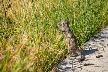 California Ground Squirrel (Spermophilus beecheyi) stands on its hind legs and eats grass.