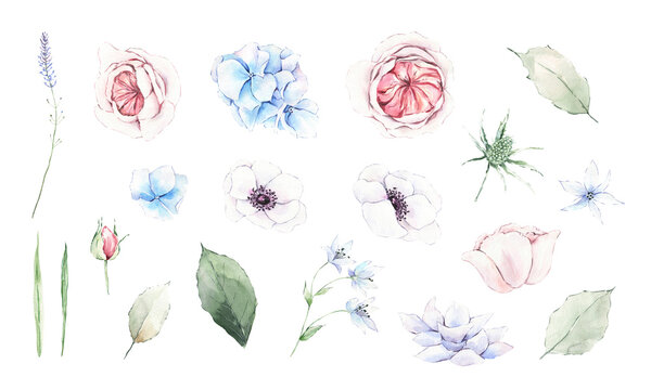 Watercolor floral clipart set. Pink and blue flowers, green leaves and branches isolated on white background. Rose, hydrangea, anemone, lavender, botanical illustration