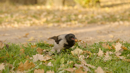 raven walking on a ground looking for acorns in autumn leaves