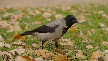 raven walking on a ground looking for acorns in autumn leaves