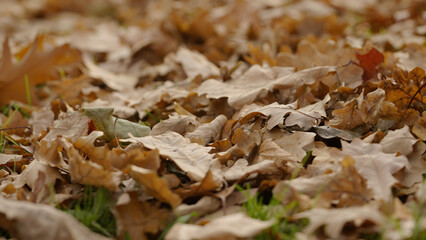 shot of fallen oak leaves on grass