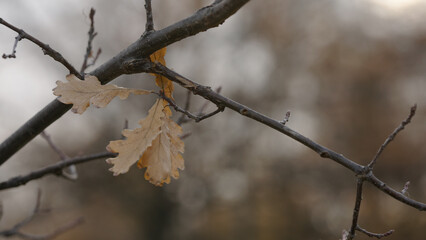 few oak leaves on a branch in late autumn