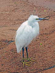 Little egret