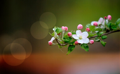 blossoming apple orchard in spring, apple flowers in spring, agriculture and new life concept