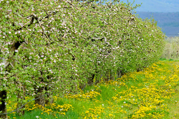 Fototapeta na wymiar apple orchard in spring with blossoming trees, grass and dandelions