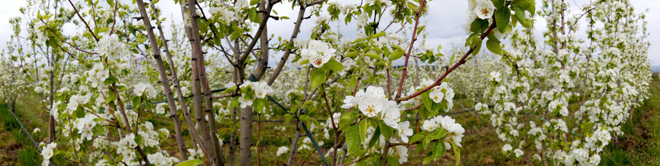 DCIM\PANORAMA\333_0392\DJI