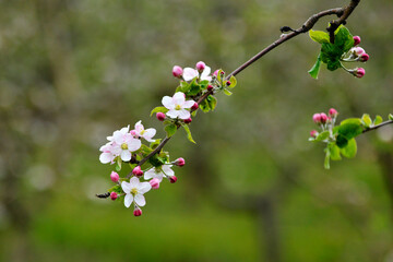 blossoming apple orchard in spring, apple flowers in spring, agriculture and new life concept