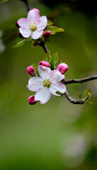 blossoming apple orchard in spring, apple flowers in spring, agriculture and new life concept
