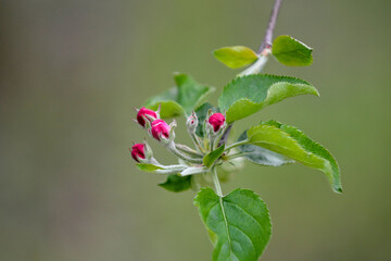 blossoming apple orchard in spring, apple flowers in spring, agriculture and new life concept