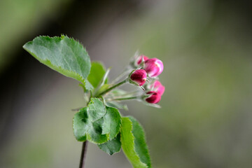 blossoming apple orchard in spring, apple flowers in spring, agriculture and new life concept