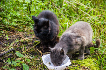 two homeless stray cats eat from plastic plate