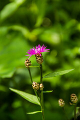 a blossoming flower of tyrol knapweed (centaurea nigrescens)