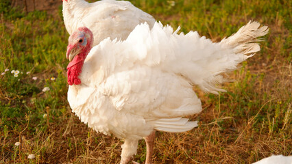 White turkeys graze on grass on the farm in summer