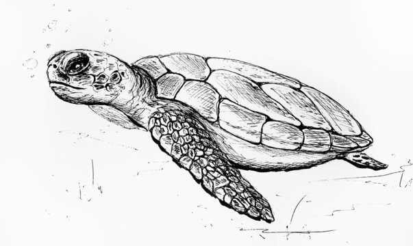 Ink drawing of the turtle