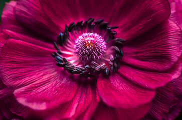 Macro shot of the heart of a purple ranunculus, texture, natural background.