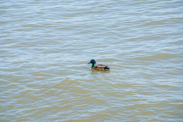 Wild ducks on the sea