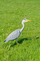 Close-up view of wild heron
