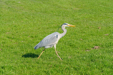 Close-up view of wild heron