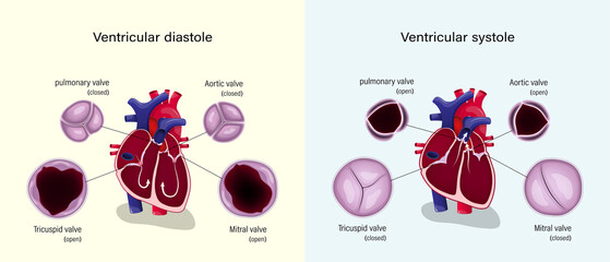 Diagram of ventricular systole and ventricular diastole. Heart valves anatomy.