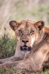 Fototapeta na wymiar Lion in Kenya, savanna. Big lioness, lion mom on a meadow, wildlife on safari, masai mara. Spectacular big cat