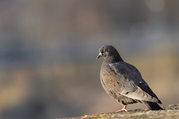 Stadttaube im Abendlicht