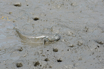 Male mudskipper displaying blue spots that attract females during mating season