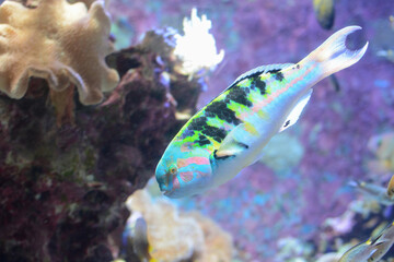 Sixbar wrasse, also known as a six-banded wrasse or by its scientific name Thalassoma hardwicke