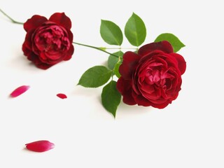 Naklejka premium 白背景に赤い薔薇の花、白バックに真紅のバラの花