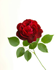 白背景に赤い１輪の薔薇の花、白バックに真紅のバラの花