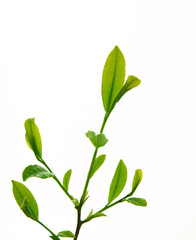 茶葉の新芽　　イメージ