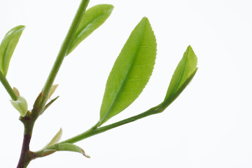 茶葉の新芽　　イメージ