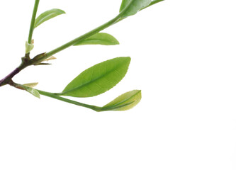 茶葉の新芽　　イメージ