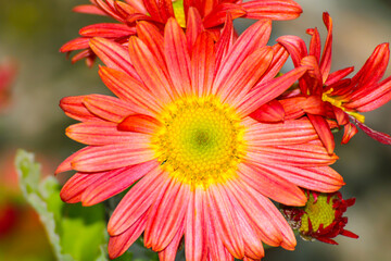 Gerbera Flowers Agaisnt Green Blurred