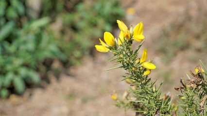 Beautiful yellow flowers of Ulex europaeus also known as Common Gorse