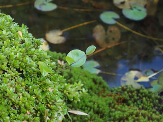 Fototapeta na wymiar 池の苔