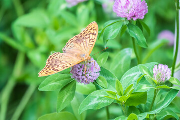 The dark green fritillary butterfly collects nectar on flower. Speyeria aglaja is a species of butterfly in the family Nymphalidae.